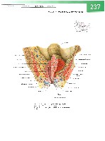 Sobotta  Atlas of Human Anatomy  Trunk, Viscera,Lower Limb Volume2 2006, page 244